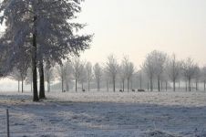 冬天的树木 - 关于冬天的作文450字