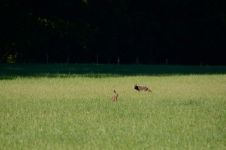 狐狸和兔子 - 小学童话作文400字