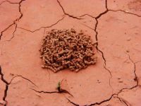 泥土与小蚂蚁的故事作文500字