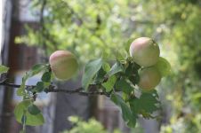 苹果园 - 关于果园的作文200字