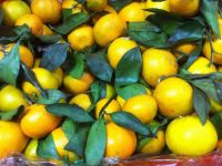 家乡美味的橘子 - 关于水果的作文350字