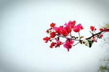 厦门的“市花”三角梅