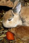 六只兔宝宝 - 可爱的兔子作文400字