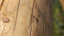 木头里的“虫”
