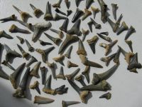 活化石——鲨鱼 - 描写动物的作文450字