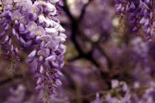 紫藤花园，花开花落 - 感悟生命的作文900字