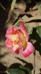我眼中的蔷薇和月季 - 抒情作文550字