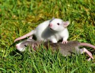 耍小聪明的老鼠 - 有关童话的作文450字