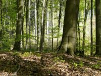 春天的小树林 - 描写树林的作文400字