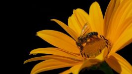 蜜蜂和桃花 - 小学童话作文150字