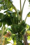 香蕉 - 关于水果作文150字