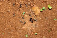 蚂蚁搬家 - 关于蚂蚁的作文250字
