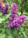雨中的紫丁香 - 植物作文550字