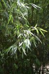 竹笋和竹树 - 关于竹的作文600字