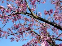 观赏春天的景色 - 写景的作文500字