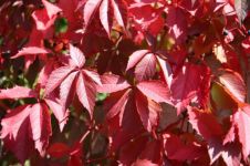 春天里的“红”树叶