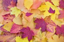 秋天的叶子 - 描写叶子的作文700字