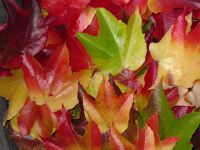 多姿多彩的秋叶 - 描写枫叶的作文500字