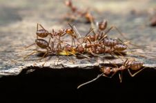 蚂蚁的生活 - 状物作文450字