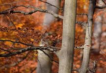秋天的树叶 - 以树叶为中心的作文600字