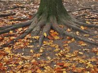 树叶、树根和树干 - 减少争吵只管贡献作文100字