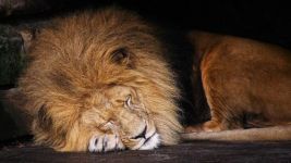 百兽之王——虎 - 关于动物的作文650字