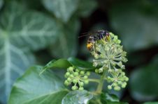 胡蜂 - 关于昆虫的作文900字