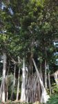 凤东公园里的大榕树