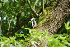 啄木鸟 - 关于小动物的作文50字