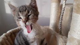 小猫的舌头 - 状物作文350字