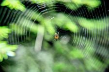 蜘蛛 - 关于动物的说明文600字