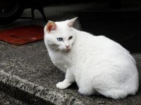 流浪的白猫 - 优秀状物作文400字