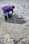 挖花蛤