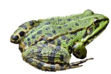 青蛙 - 描写动物的作文500字