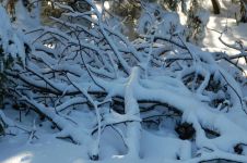 白雪皑皑的冬天 - 冬天的雪作文300字