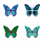 蝴蝶的翅膀是彩色的吗？