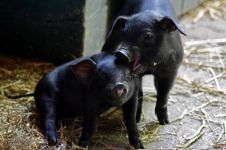 黑皮猪 - 小动物作文600字