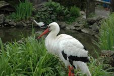 香江野生动物园 - 动物园游记作文150字
