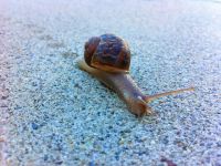 蜗牛 - 观察蜗牛作文250字