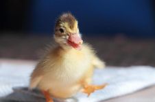 可爱的小鸭子 - 描写小动物的作文150字