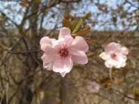 春天的海棠花 - 春天作文500字