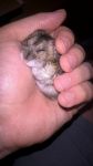 小仓鼠——介绍自己养的小动物作文