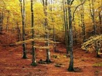 秋天的山林 - 描写秋色的作文150字