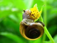 可爱的小蜗牛 - 三年级写物作文250字