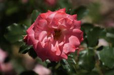 蔷薇与玫瑰 - 小学童话作文800字