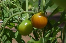 美味的西红柿 - 关于西红柿的作文700字