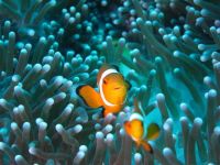 Finding Nemo - 海底总动员观后感500字