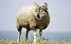 披着羊皮的狼 - 描写狼的作文600字