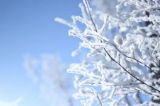 哈尔滨的雪 - 关于冬天的作文800字