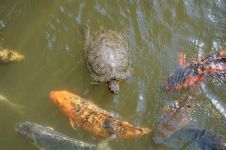 乌龟和鲤鱼的故事